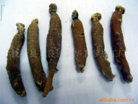 深耕沃土，匠心培育——探索人參種植的綠色未來