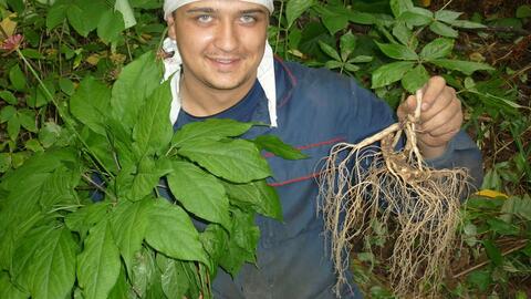 長白山人參 地理標志產品與15秒西洋參的科學解讀